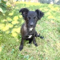 Liebe kleine Kaya sucht ein Körbchen, Hündin zur Adoption