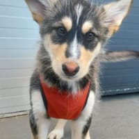 Tinsel, Hund zur Adoption