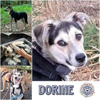 DORINE * feiner Schatz auf der Suche, Hund zur Adoption