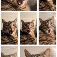 liebe, soziale Emmi in Nierstein, Katze zur Adoption