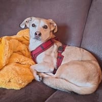 Alenka sanfte Kuschelmaus sucht noch einmal ihr großes Glü, Hündin zur Adoption