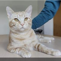 Melchor - umgänglich, liebevoll und mega verschmust, Kater zur Adoption