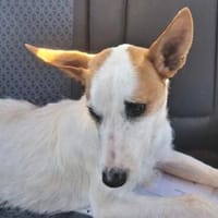 kinderlieber, verspielter Sito, ca.53 cm, Hund zur Adoption