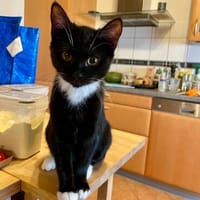 Dynamisches Katerduo , süße Jungspunde in Nierstein, Kater zur Adoption