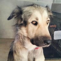 super liebe Elara, ca. 50 cm hoch, Hündin zur Adoption