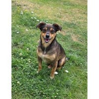 Speedy - wartet in 30855 Langenhagen, Hund zur Adoption