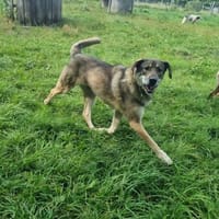 Charmanter Finn möchte die Welt entdecken, Hund zur Adoption