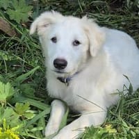 Snow - die kleine Entdeckerin mit eigenem Kopf, Hündin zur Adoption
