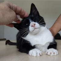 Nevo - ein lieber Charakter, sehr freundlich und verschmust, Kater zur Adoption