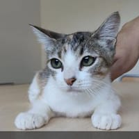 DRINGEND! Nela -  sehr verschmust, super lieb und süß, Katze zur Adoption