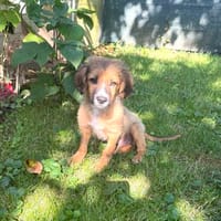 Willi ein liebes Kerlchen, Hund zur Adoption