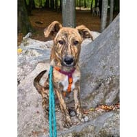 Aro - wartet in 74535 Mainhardt, Hund zur Adoption