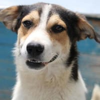 Baldur erobert DEIN Herz sofort!, Hund zur Adoption