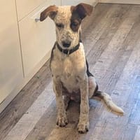 Herr Lehmann, auf PS, jung, dynamisch, freundlich, Hund zur Adoption