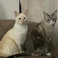 Rayo &Stewie  ein  Herz und eine Seele, Kater zur Adoption