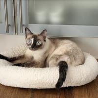 Vela - schöne Thai-Siam, sehr lieb und sensibel, Katze zur Adoption