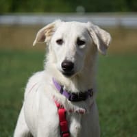 Möchten Sie Atene adoptieren?, Hündin zur Adoption