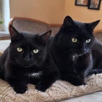 Unser wunderhübsches Gabi und Gabi suchen ein Zuhause, Kater zur Adoption