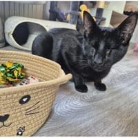 Carlo - super süß & bezaubernd, Kater zur Adoption