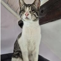Camala (mit Cedrik) - gesellig, zutraulich & verspielt, Katze zur Adoption
