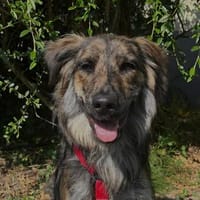 Felicia, Hündin zur Adoption