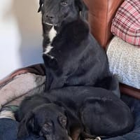 Ollie - wartet auf einfühlsame Menschen, Hund zur Adoption
