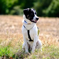 Thano sucht liebevolles zu Hause, Hund zur Adoption