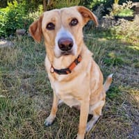 Gina, Pflegestelle in Baden Württemberg, Hündin zur Adoption