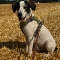 Henry, junger Pointer Mix, Hund zur Adoption