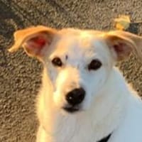 Harry, Hund zur Adoption