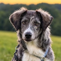 Ortensia sucht passendes Körbchen, Hündin zur Adoption