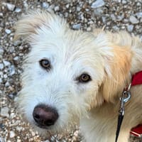 Liebenswerte Susanna sucht Zuhause, Hündin zur Adoption
