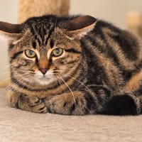 Marcelino, chat à adopter