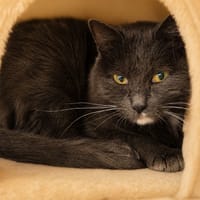Mia, chatte à adopter