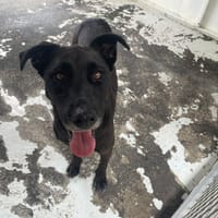 XIMA, chienne à adopter