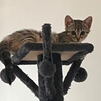 BHOPAL, chatte à adopter