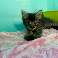 GERRY, chatte à adopter