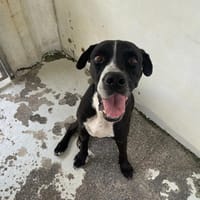 SHADOW, chien à adopter
