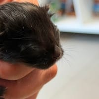 LILA, chatte à adopter