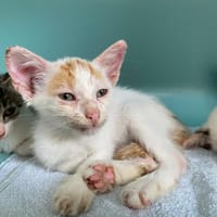 EROS, chat à adopter