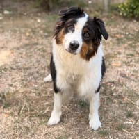 Laya CAA15958, chienne à adopter