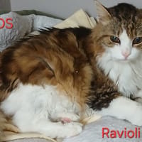 RAVIOLI, chat à adopter