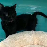 NARUTO, chat à adopter