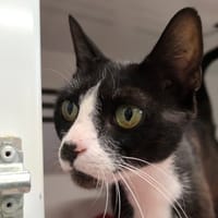 CANNELLE, chatte à adopter