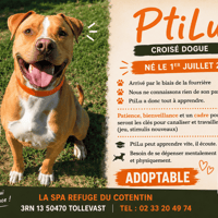 PTILU, chien à adopter