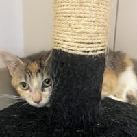BRINDILLE, chatte à adopter