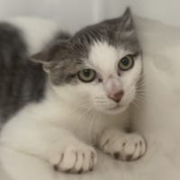 LITCHI, chat à adopter