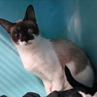 JEMA, chatte à adopter