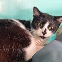 TINA, chatte à adopter