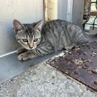 Xenia, chatte à adopter